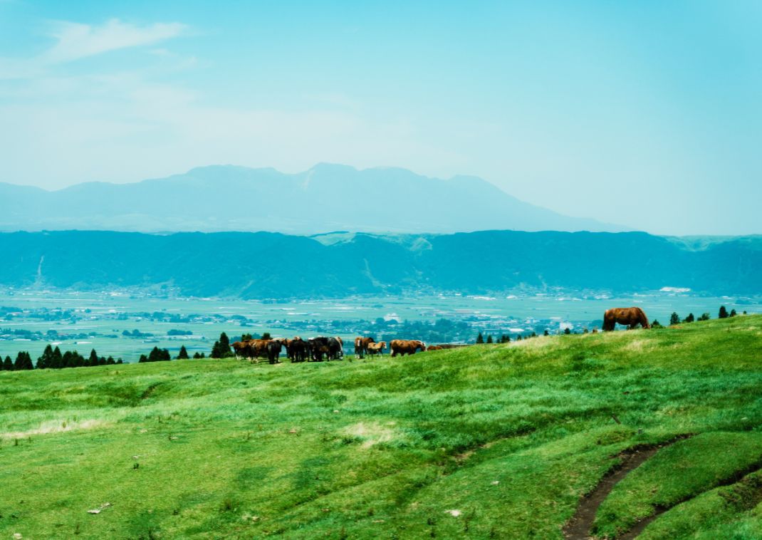Troupeau de vaches broutant sur le mont Aso, Japon