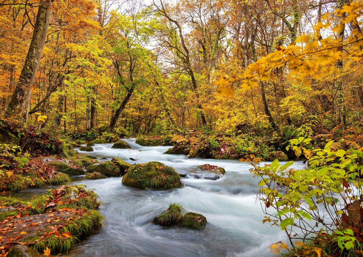 Les gorges d’Oirase et leurs cascades entourées de feuillages aux couleurs automnales, préfecture d’Aomori, Japon.
