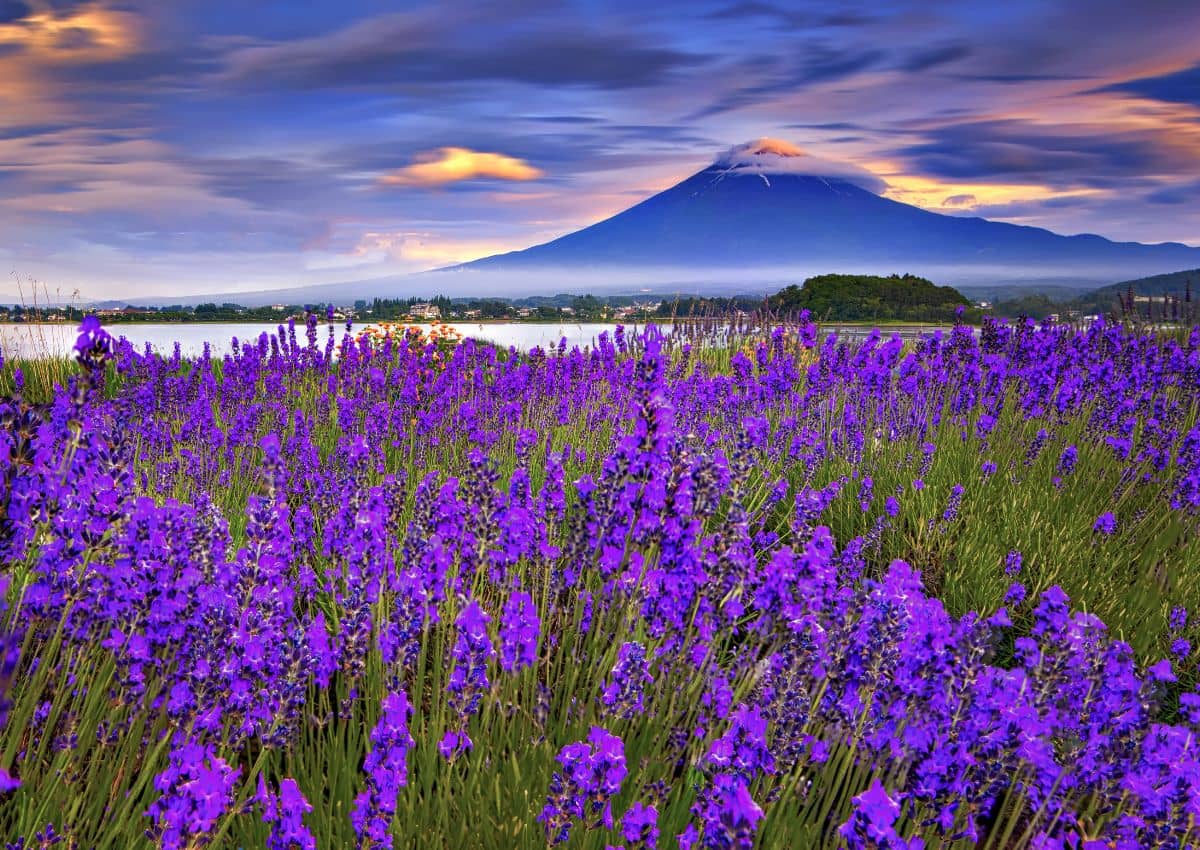 Champ de lavande face au mont Fuji, près du lac Kawaguchi