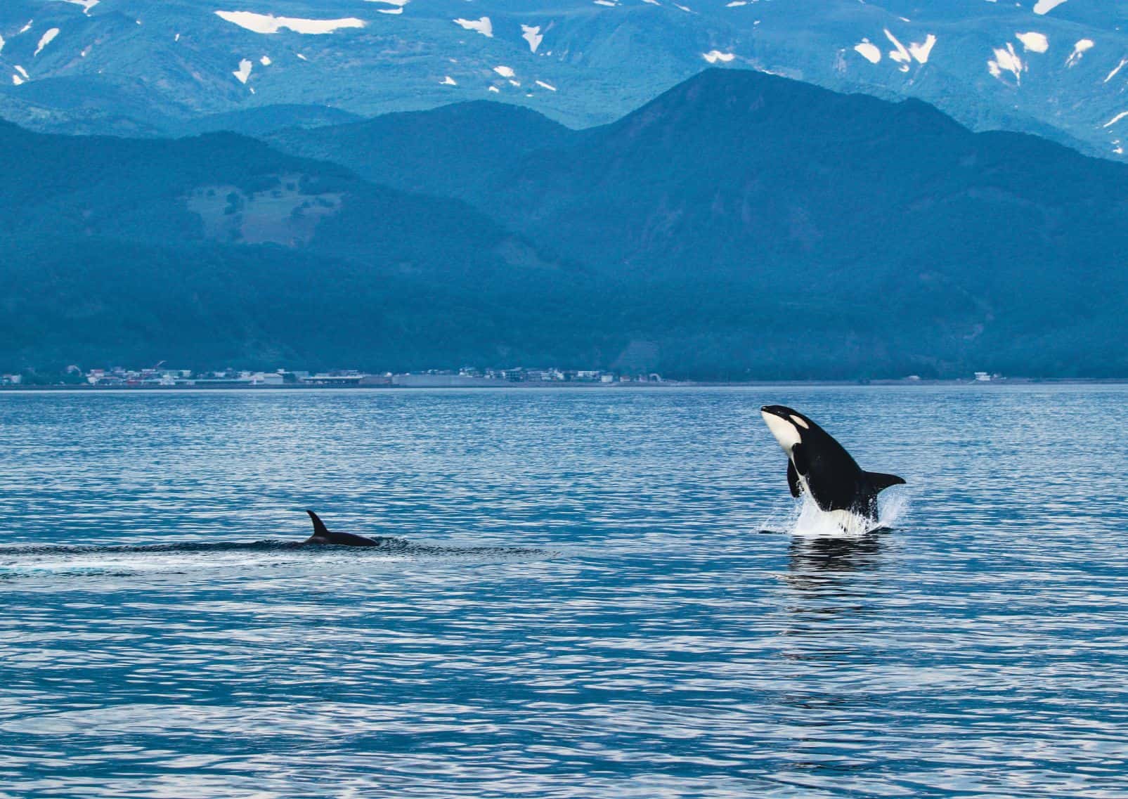 Orques dans les eaux du parc national de Shiretoko, inscrit au patrimoine mondial de l’UNESCO, Japon