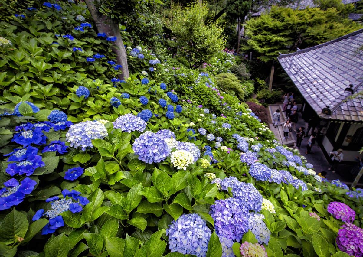 Hortensias au temple Hase-dera, Kamakura
