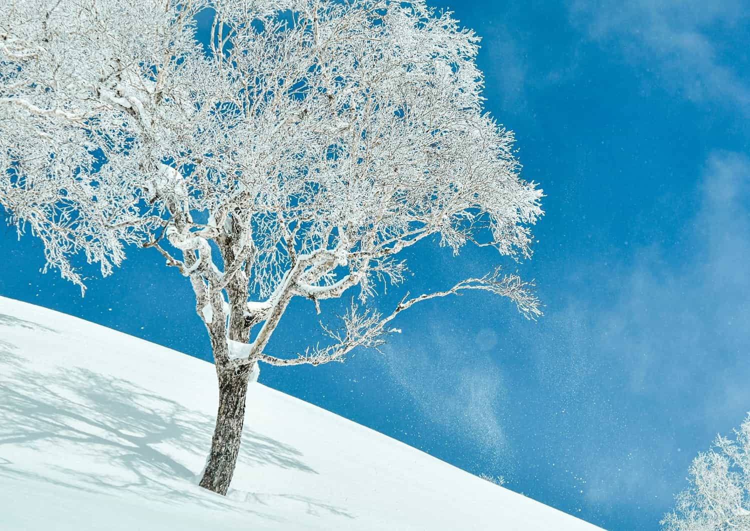 Neige poudreuse sur les montagnes de Niseko, Hokkaido, Japon