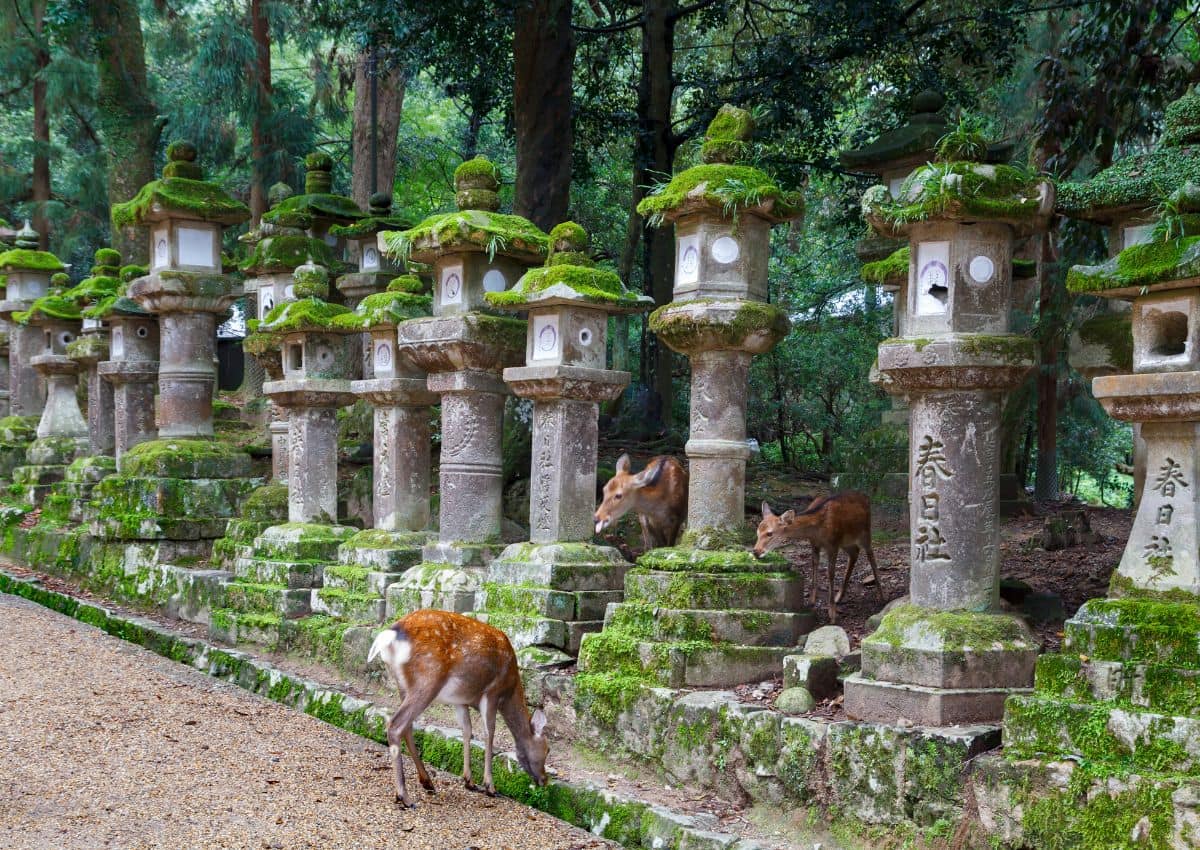 Cerfs sika en liberté dans le sanctuaire Kasuga Taisha, Nara, Japon