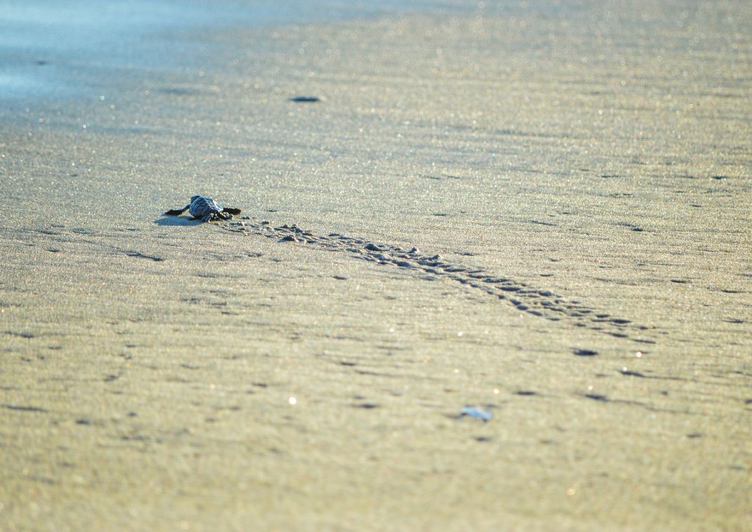 Bébé tortue avançant vers la mer