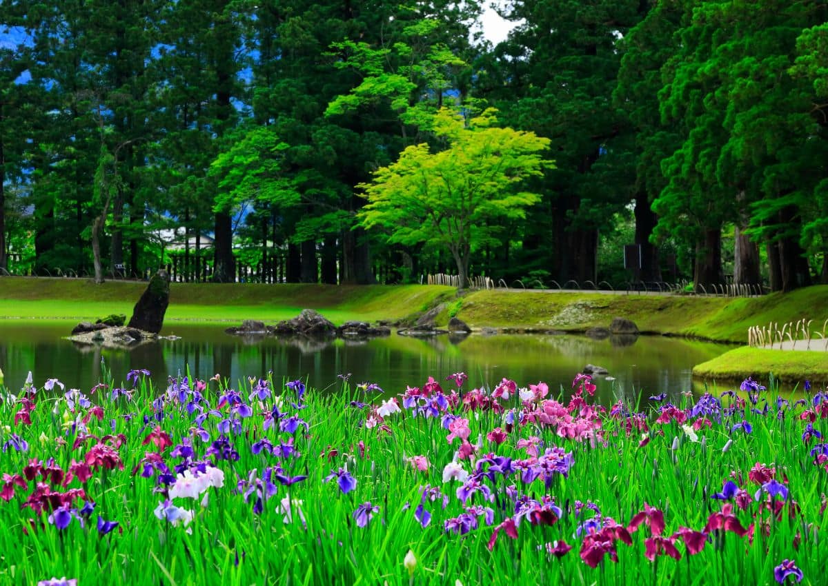 Jardin d’iris à Hiraizumi, dans la préfecture d’Iwate