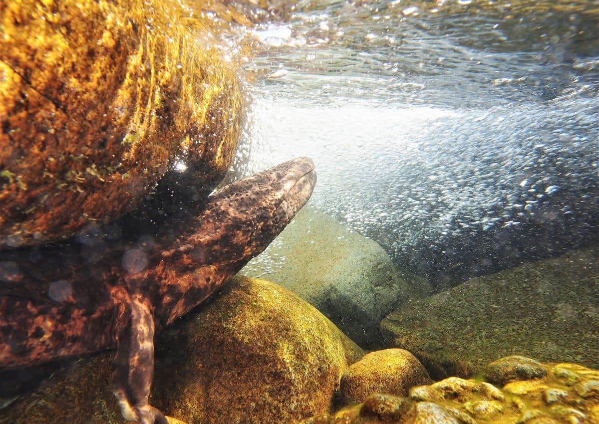 Salamandre géante japonaise dans un cours d'eau