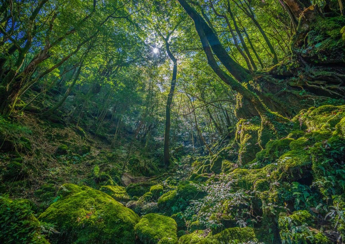 Forêt primaire de l’île de Yakushima, Kagoshima, Japon