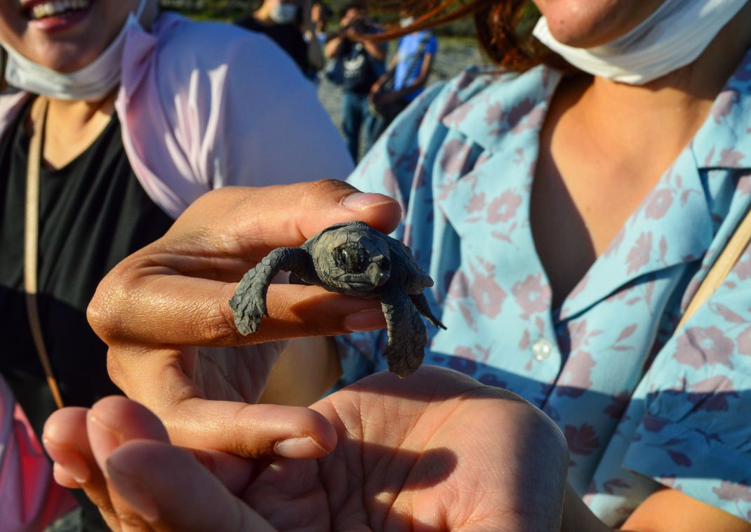 Bébé tortue relâché en mer par des visiteurs