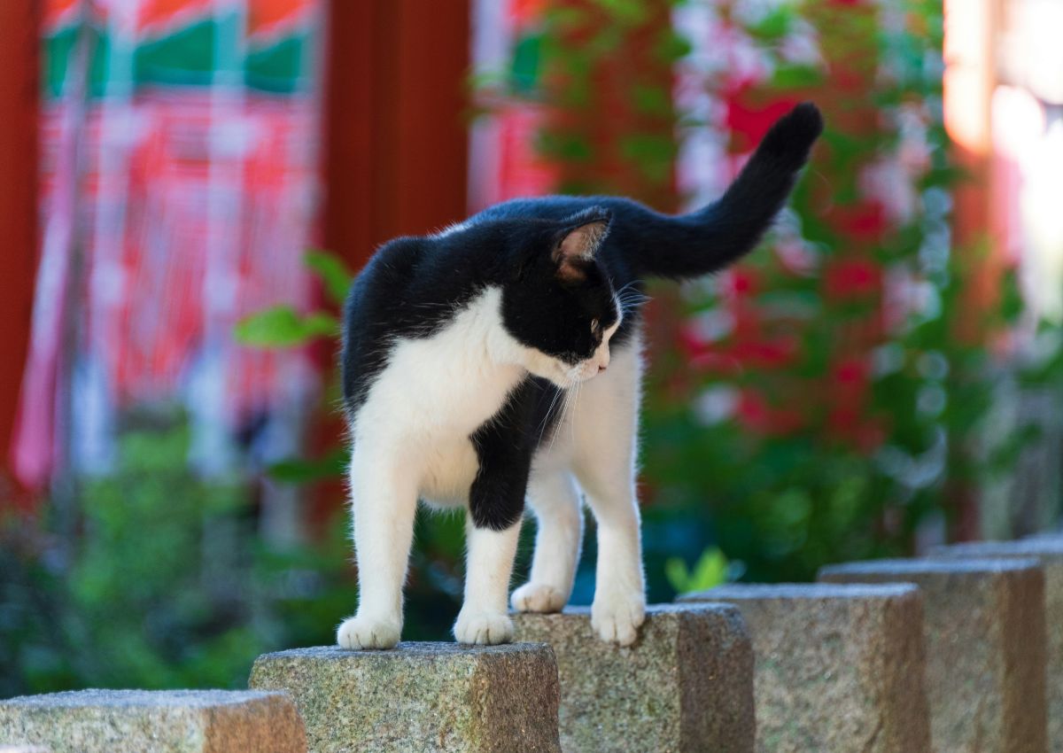 Chat noir et blanc sur un muret en pierre, Kyoto, Japon
