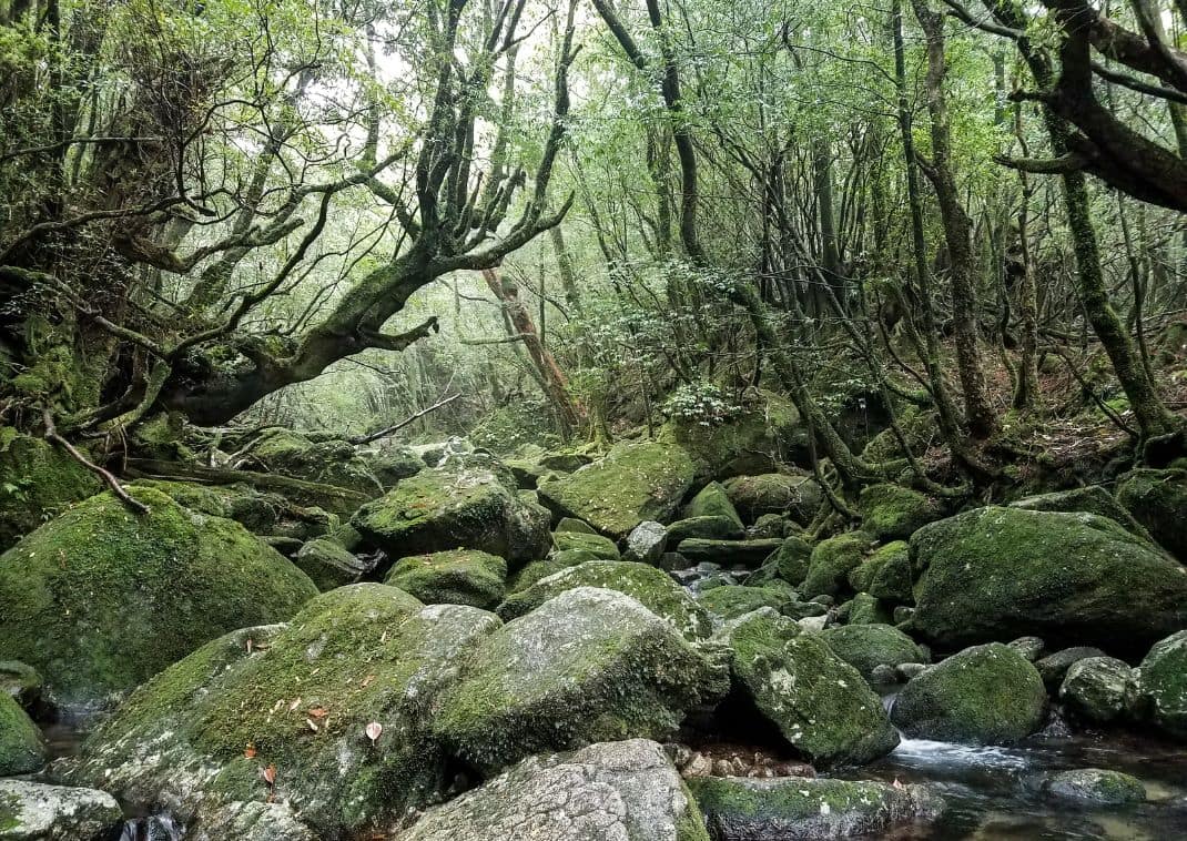 Yakushima