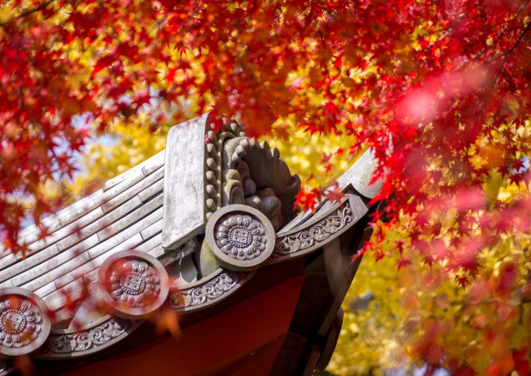 Toit de temple japonais entouré d’érables et de ginkgos aux couleurs flamboyantes, Kyoto, Japon
