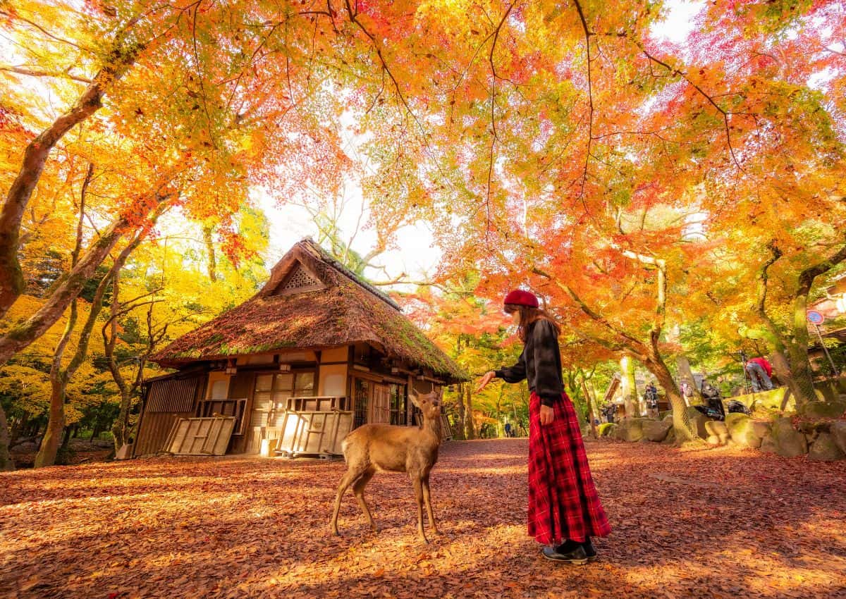 Jeune femme avec un cerf dans le parc de Nara en automne, Japon