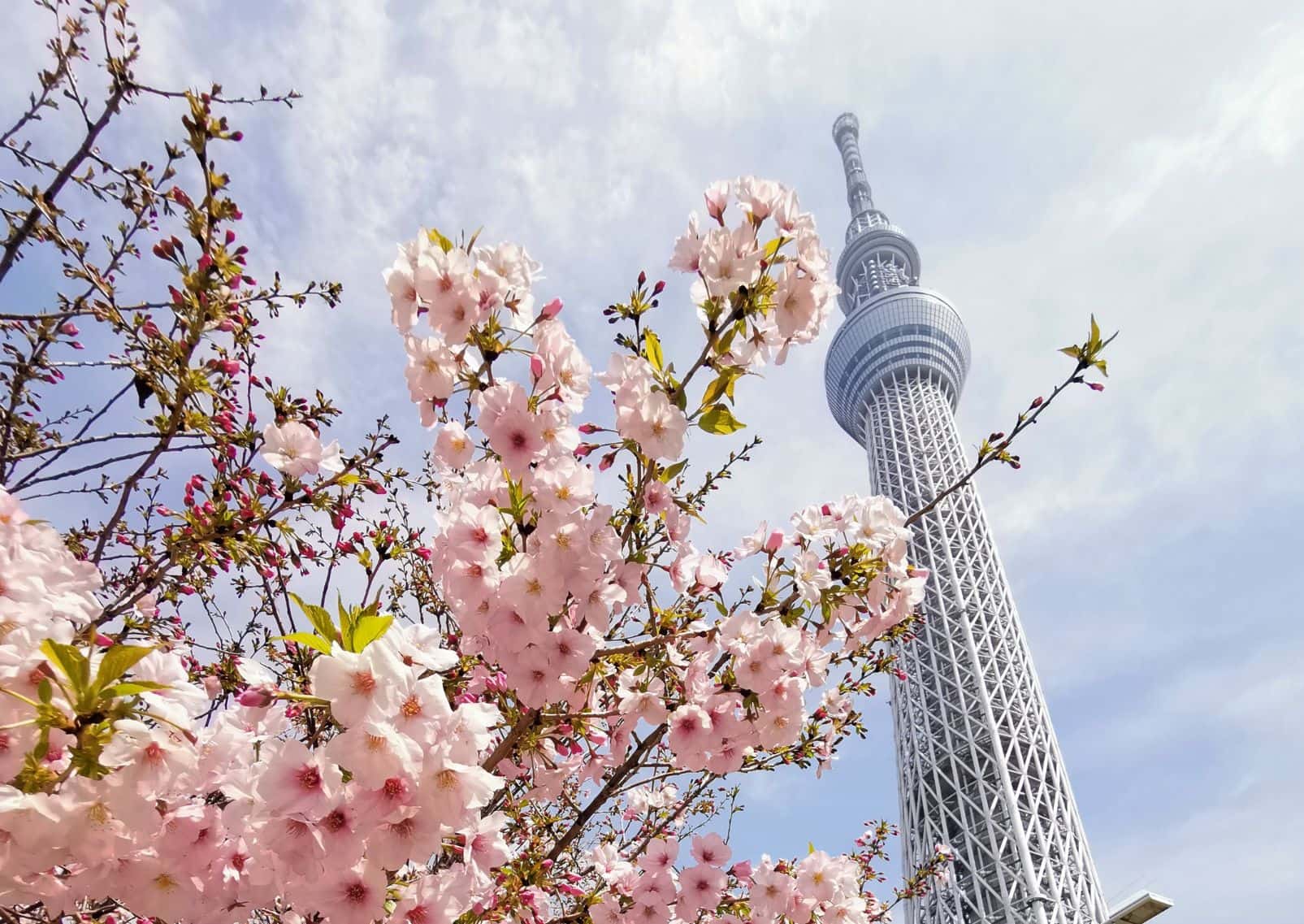 La Tokyo Skytree au printemps, encadrée par les cerisiers en fleurs, Tokyo, Japon