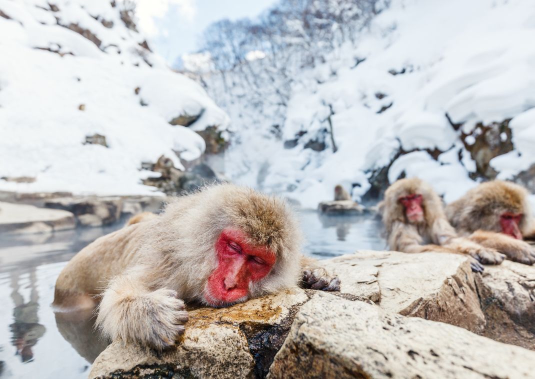 Singes des neiges japonais qui se reposent dans les sources chaudes de Nagano, Japon