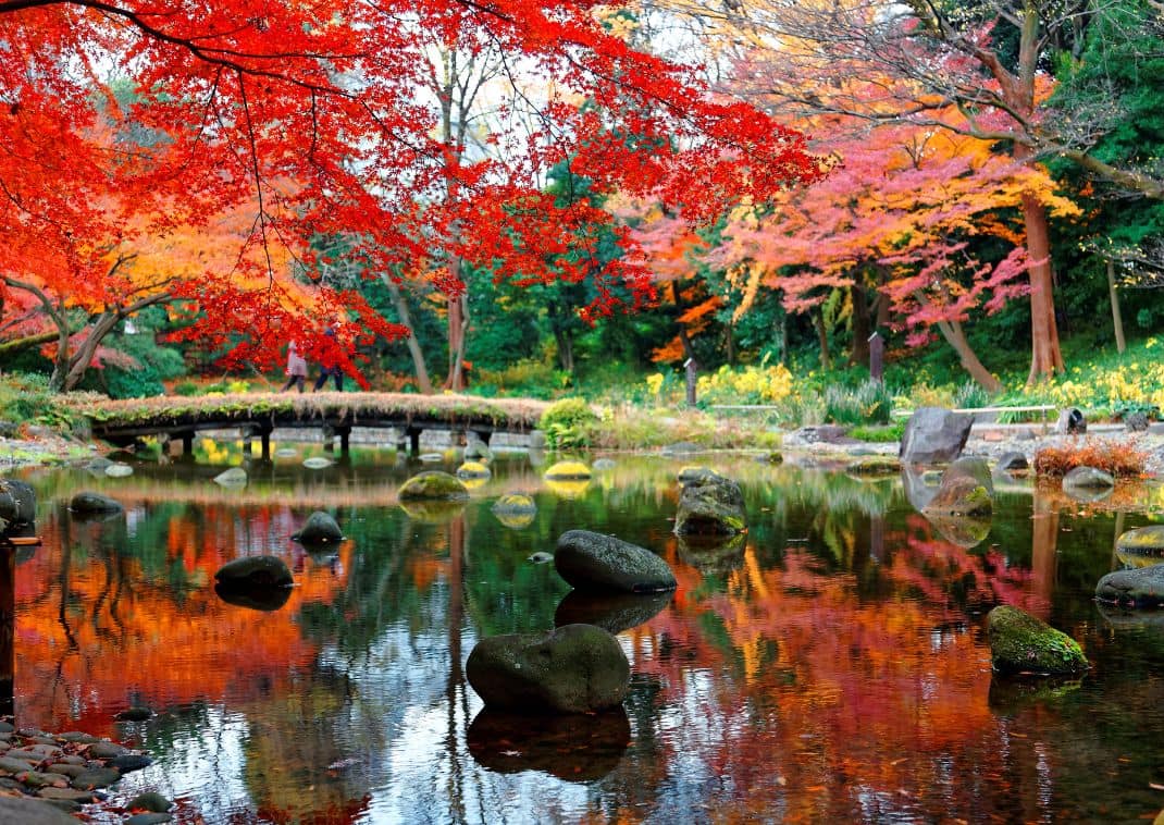 Reflet des érables en automne dans l’étang du jardin Koishikawa Korakuen à Tokyo, Japon