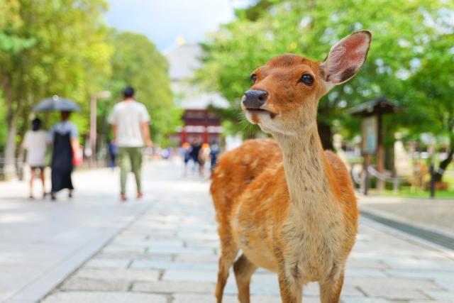 Cerf dans le parc de Nara, Nara