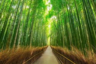 Forêt de bambous d'Arashiyama 