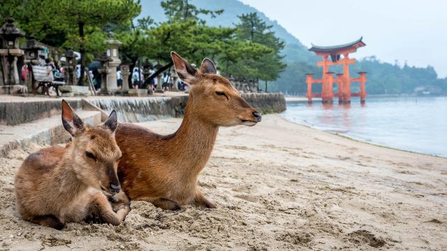 Deux cerfs assis sur un rivage à Miyajima