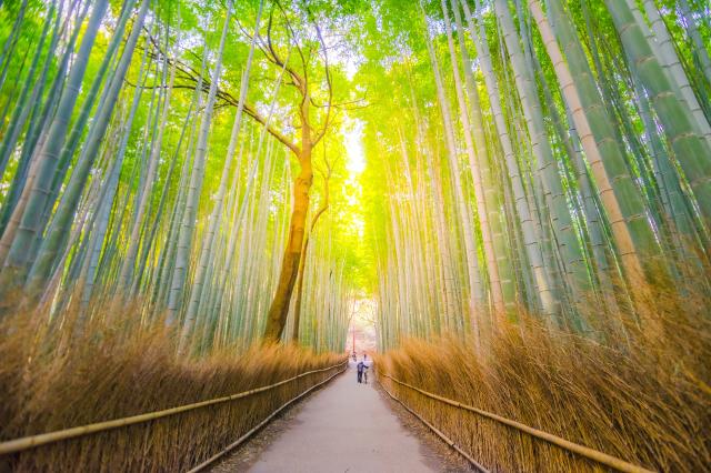 Forêt de bambou d’Arashiyama  