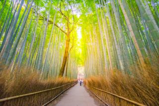 Forêt de bambou d’Arashiyama 