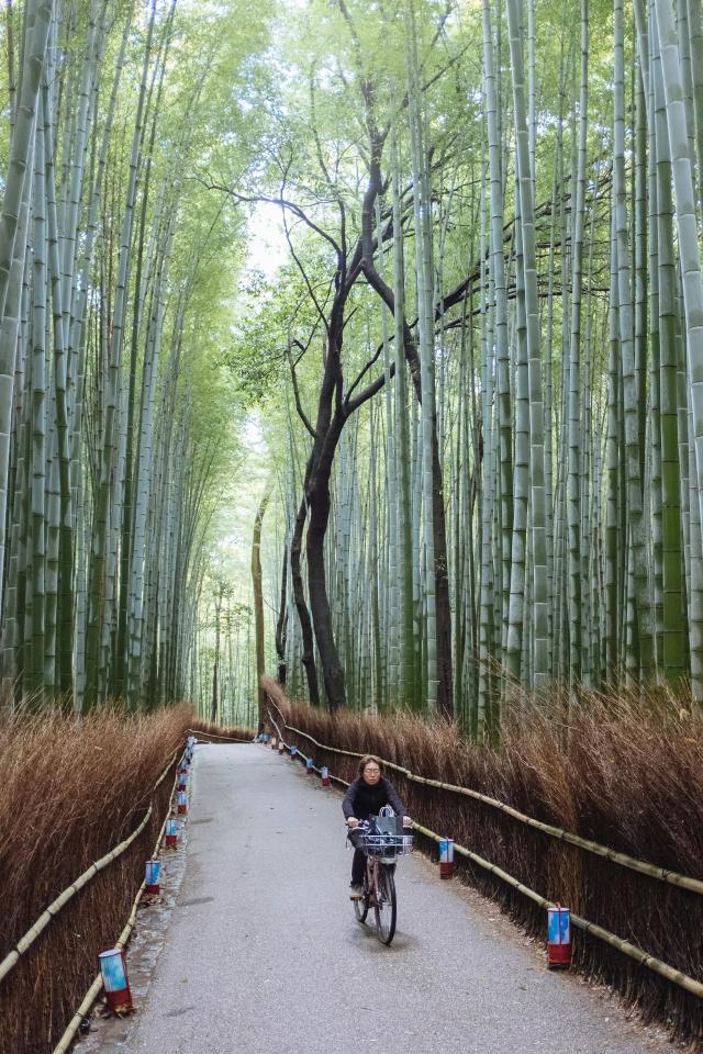 Bambouseraie d’Arashiyama 