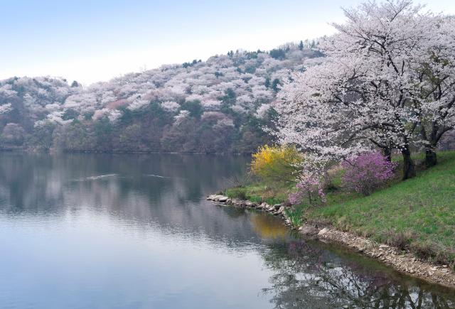 Fleurs de cerisier près du lac près de Yongin