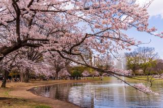 Floraison des cerisiers au printemps dans le parc Yoyogi, Tokyo