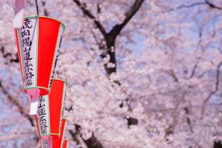 Lanternes sakura, Parc Ueno, Tokyo 