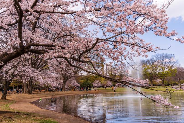 Floraison des cerisiers au printemps dans le parc Yoyogi, Tokyo 