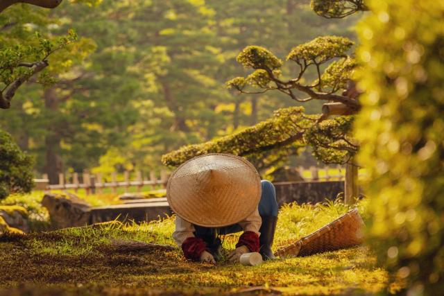 Jardinier travaillant dans le jardin Kenrokuen