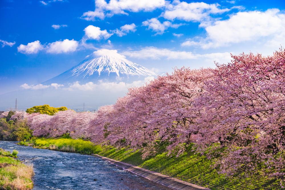 Fleurs de cerisier au bord d'une rivière au Japon, avec le mont Fuji en arrière-plan