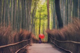 La forêt de bambou d’Arashiyama en automne 