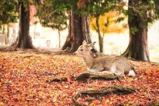 Les momiji à Nara 