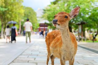 Les sympathiques cerfs de Nara