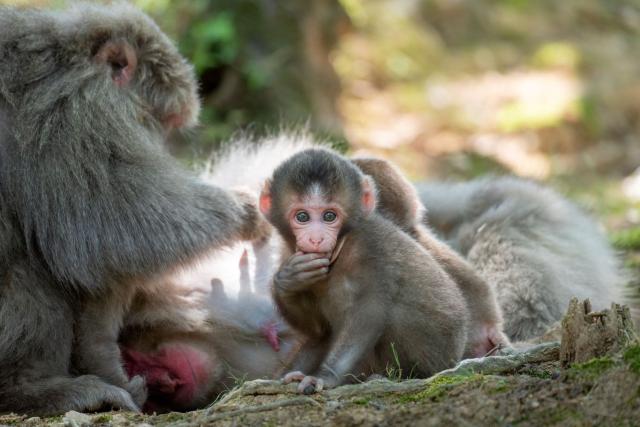 Le parc aux singes d'Iwatayama à Kyoto