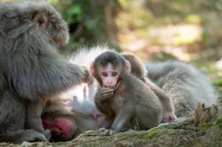 Le parc aux singes d'Iwatayama à Kyoto