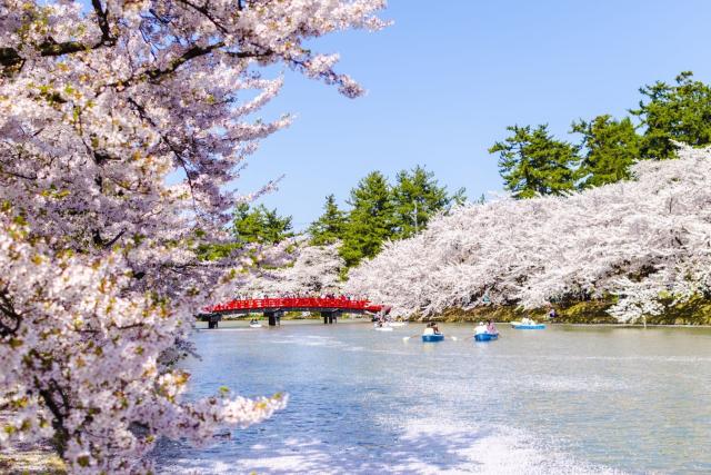 Cerisiers en fleurs au château d'Hirosaki, Aomori 