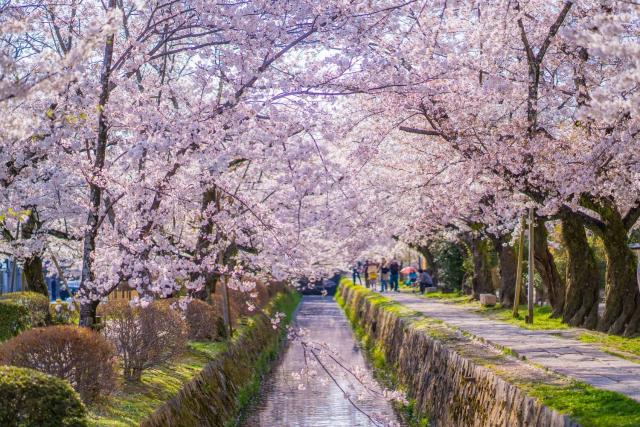 Le chemin de la Philosophie au printemps, Kyoto