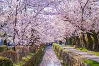 Le chemin de la Philosophie au printemps, Kyoto