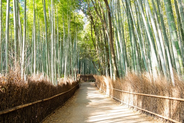 La bambouseraie d’Arashiyama