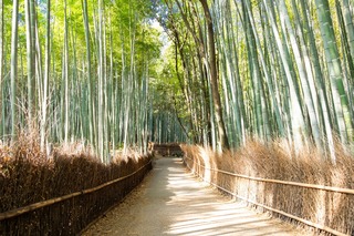 La bambouseraie d’Arashiyama