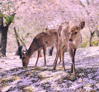 Les cerfs du parc de Nara