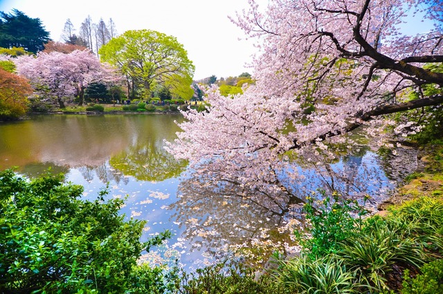 Parc de Shinjuku Gyoen