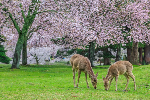 Le parc aux cerfs de Nara au printemps 