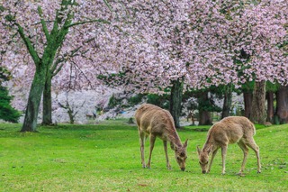 Le parc aux cerfs de Nara au printemps