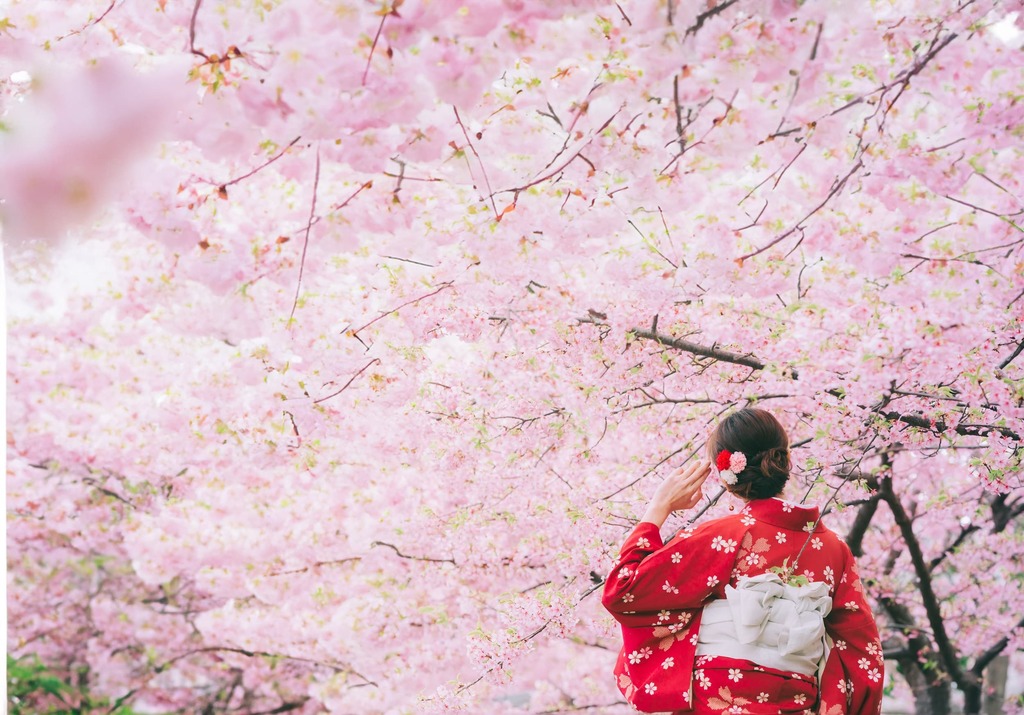 Jeune femme en kimono devant les Sakura en fleur