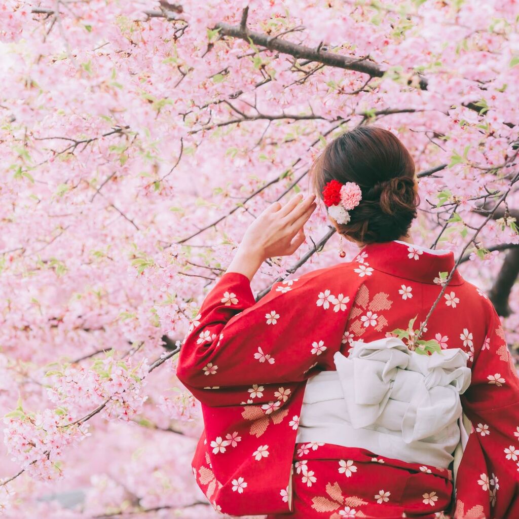 Jeune femme en kimono rouge devant les cerisiers en fleurs au Japon
