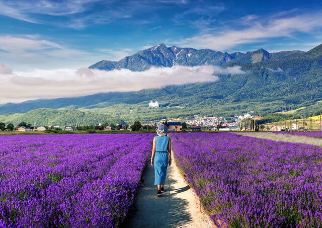 Femme marchant dans les champs de lavande d’Hokkaido en été