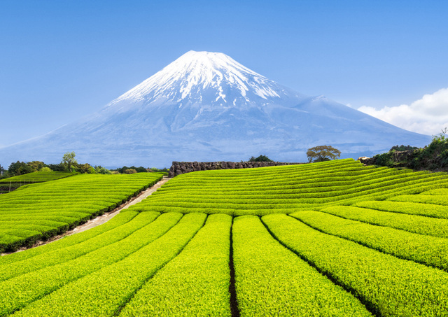 Le mont Fuji avec des plantations de thé vert au premier plan