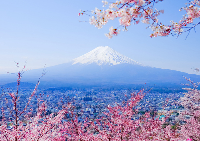 Le mont Fuji avec des cerisiers en fleurs au printemps